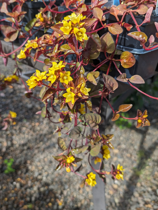 Lysimachia congestiflora 'Persian Chocolate'