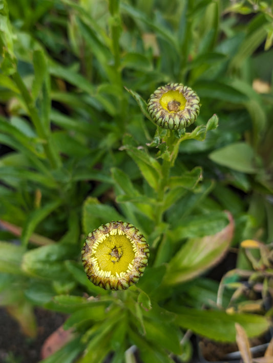 Leucanthemum x superbum ‘Real Charmer’  PP27,687