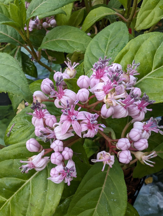 Dichroa febrifuga ‘UBC Form’