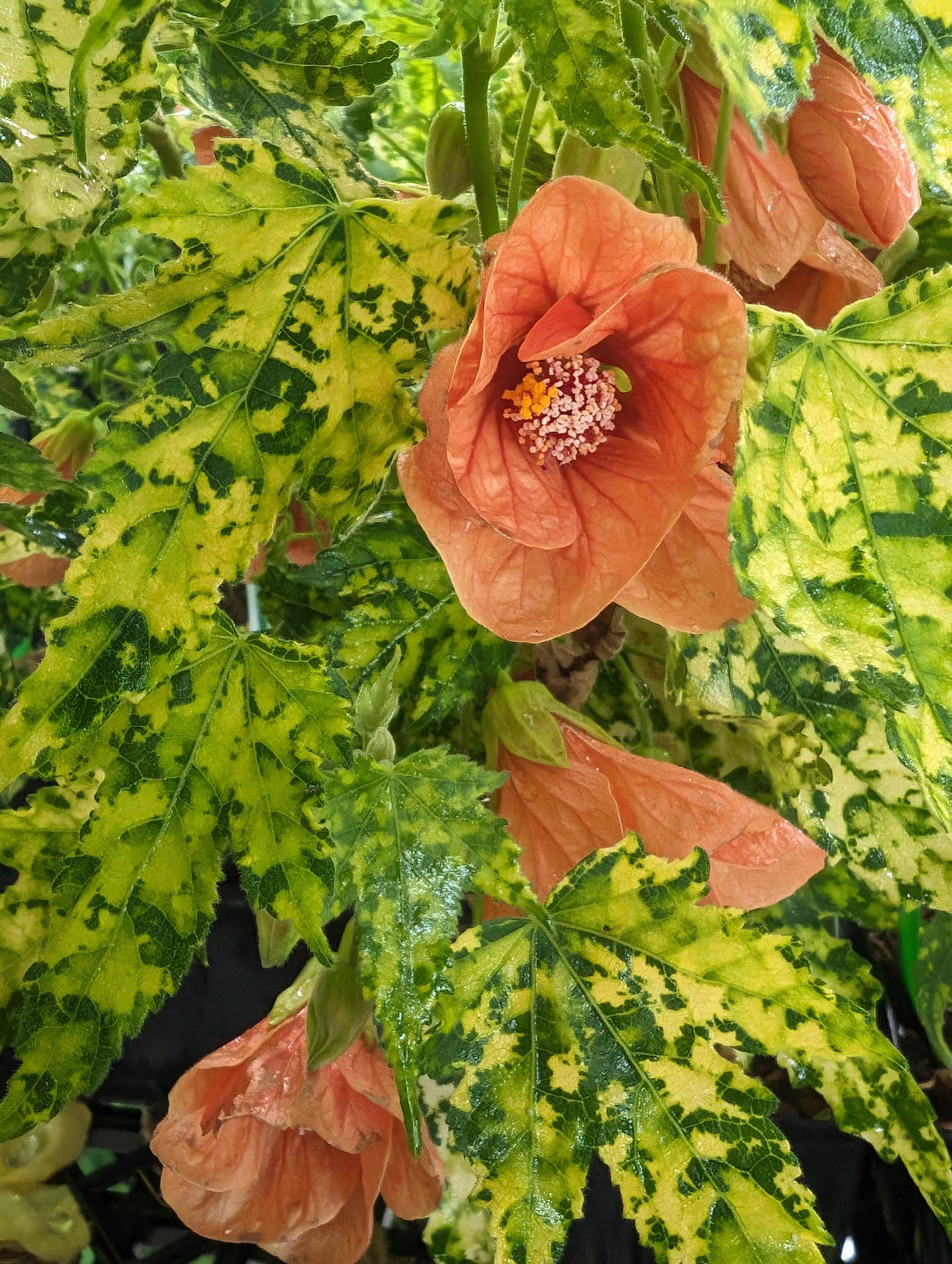 Abutilon pictum ‘Thompsonii‘