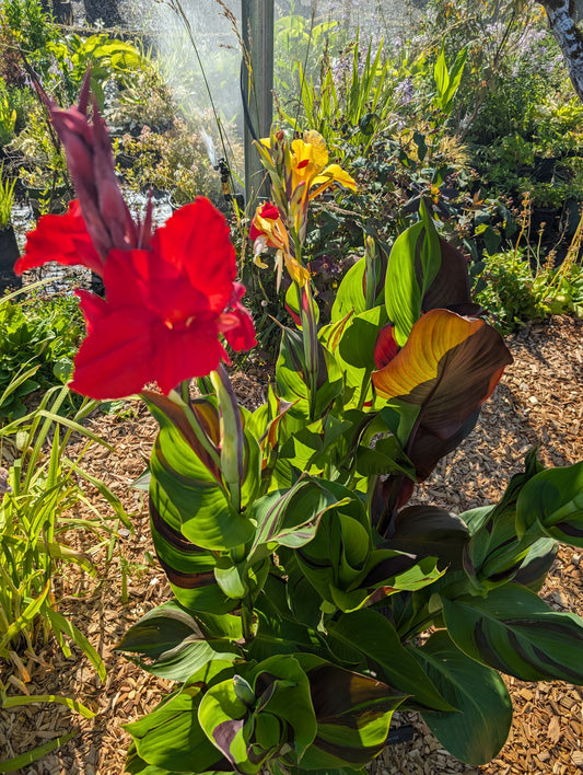 Canna 'Cleopatra'