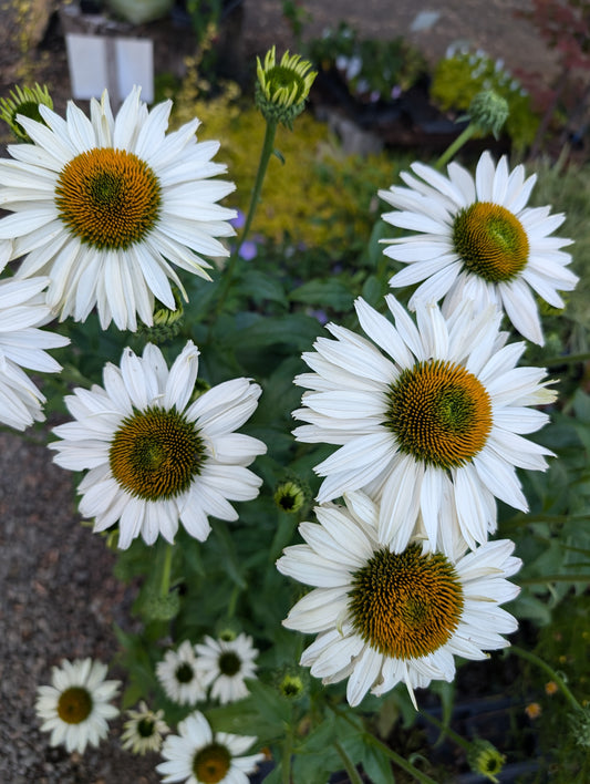 Echinacea ‘Fragrant Angel’ PP16,054