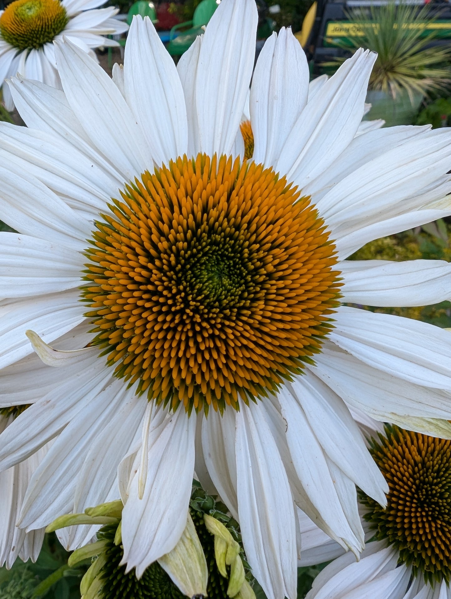 Echinacea ‘Fragrant Angel’ PP16,054