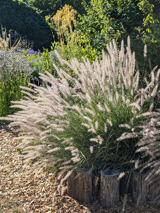 Pennisetum orientale