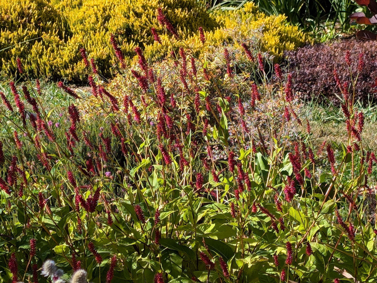 Persicaria amplexicaulis 'Blackfield'