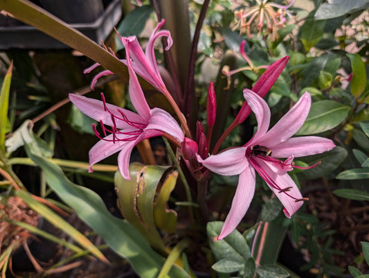 Crinum 'Sangria'