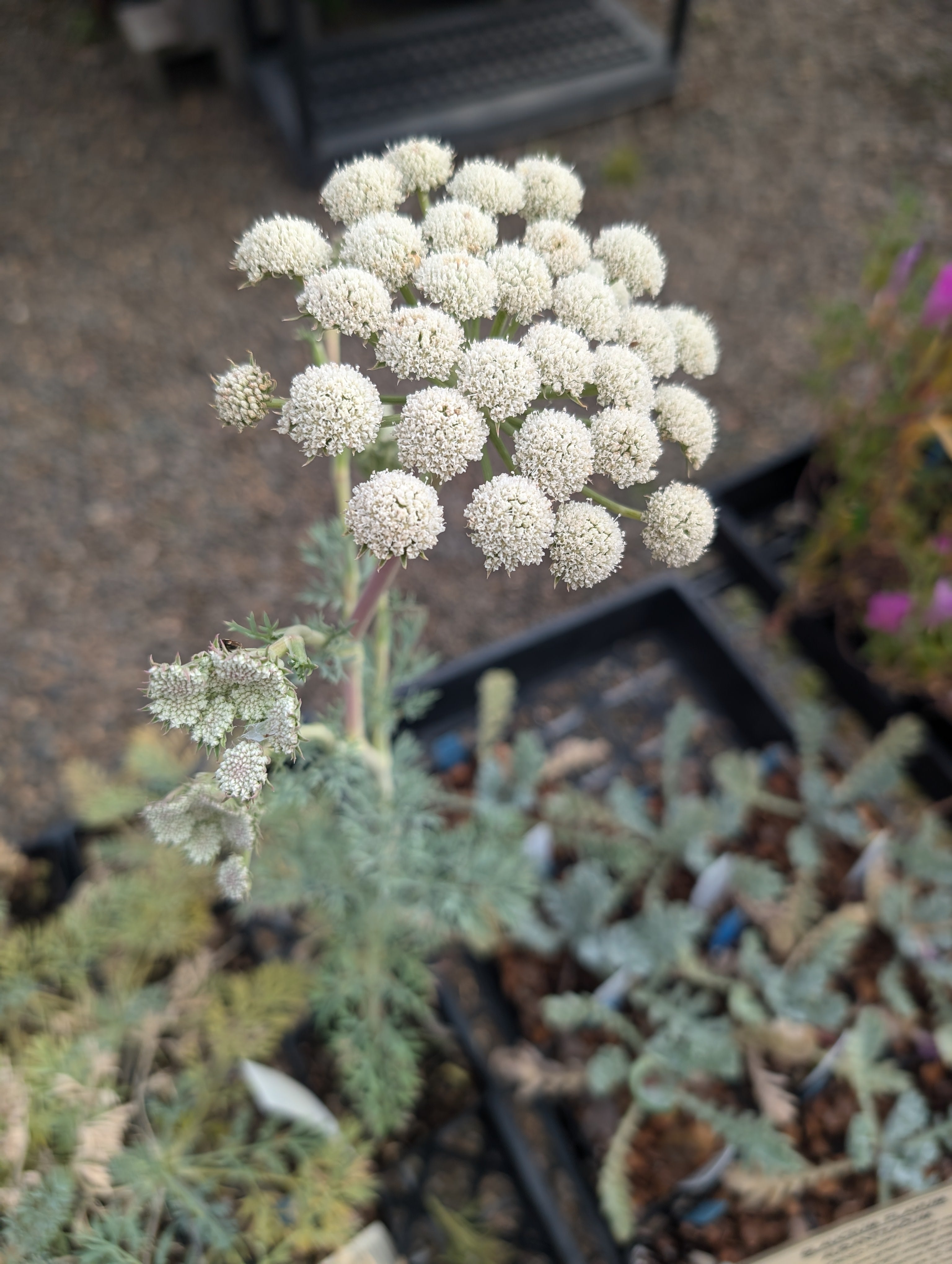 Seseli Seseli gummiferum – Secret Garden Growers