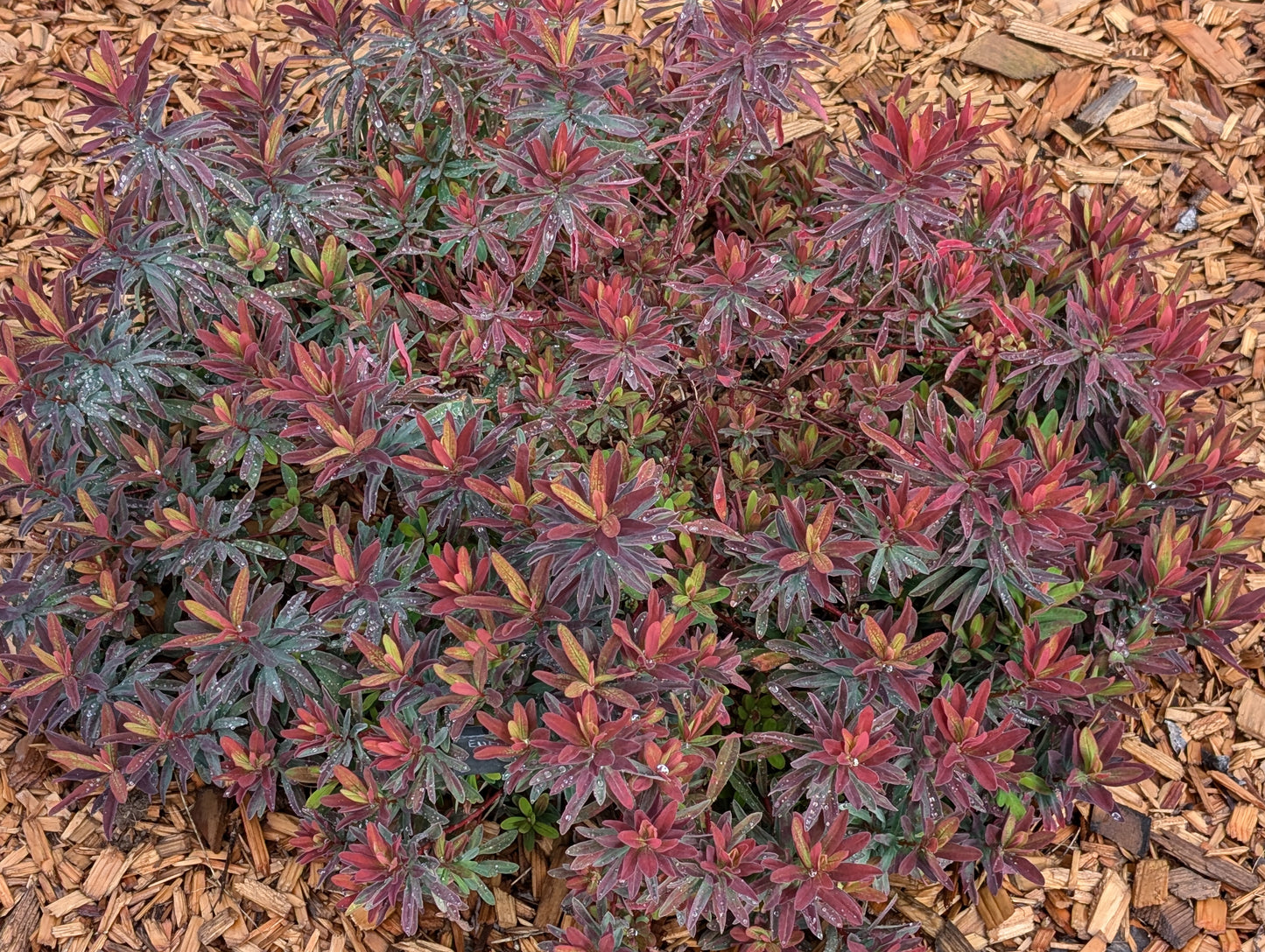 Euphorbia polychroma 'Bonfire'