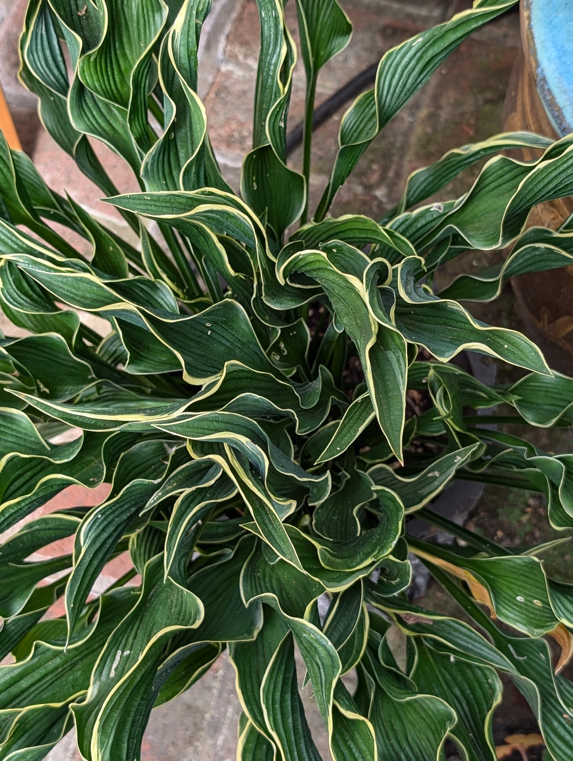 hosta praying plant Hosta 'Praying Hands' – Secret Garden Growers