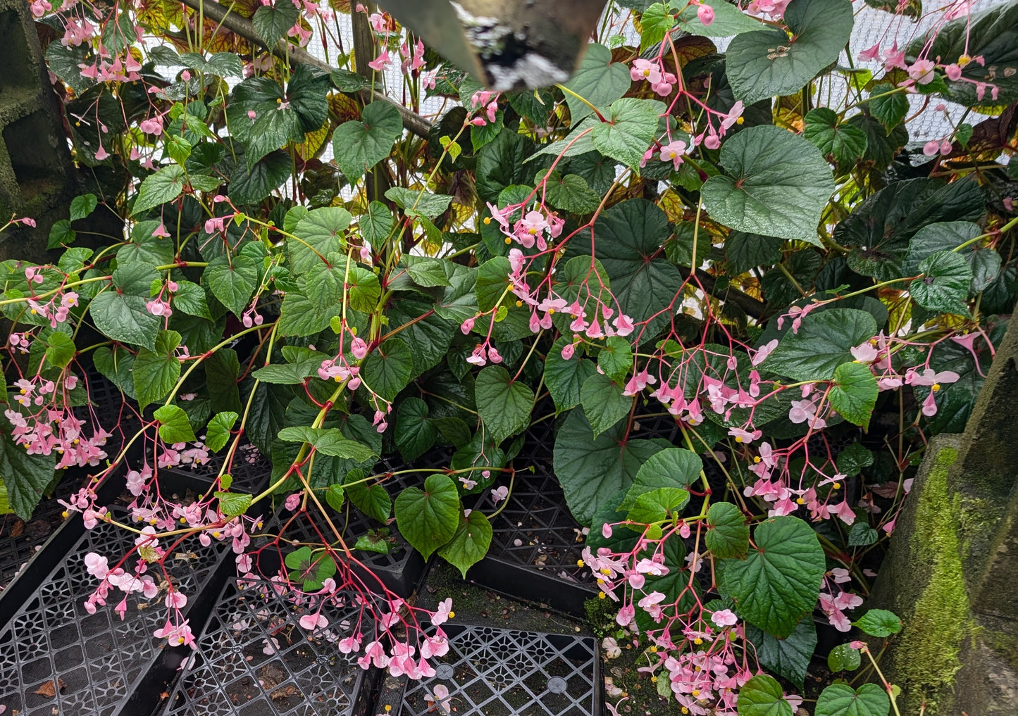 Begonia grandis