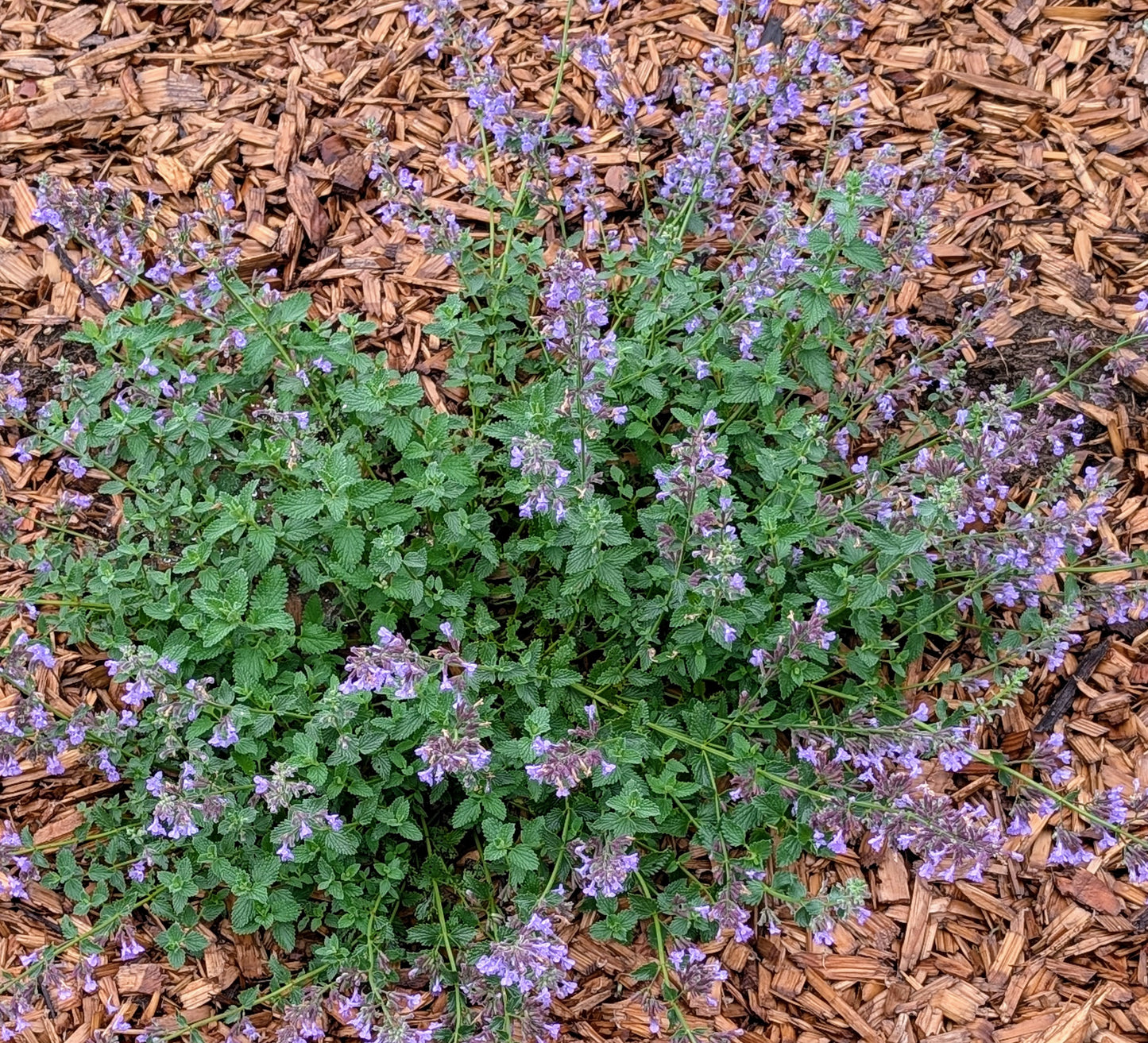 Nepeta x faassenii ‘Walker’s Low‘