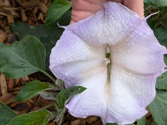 Datura wrightii