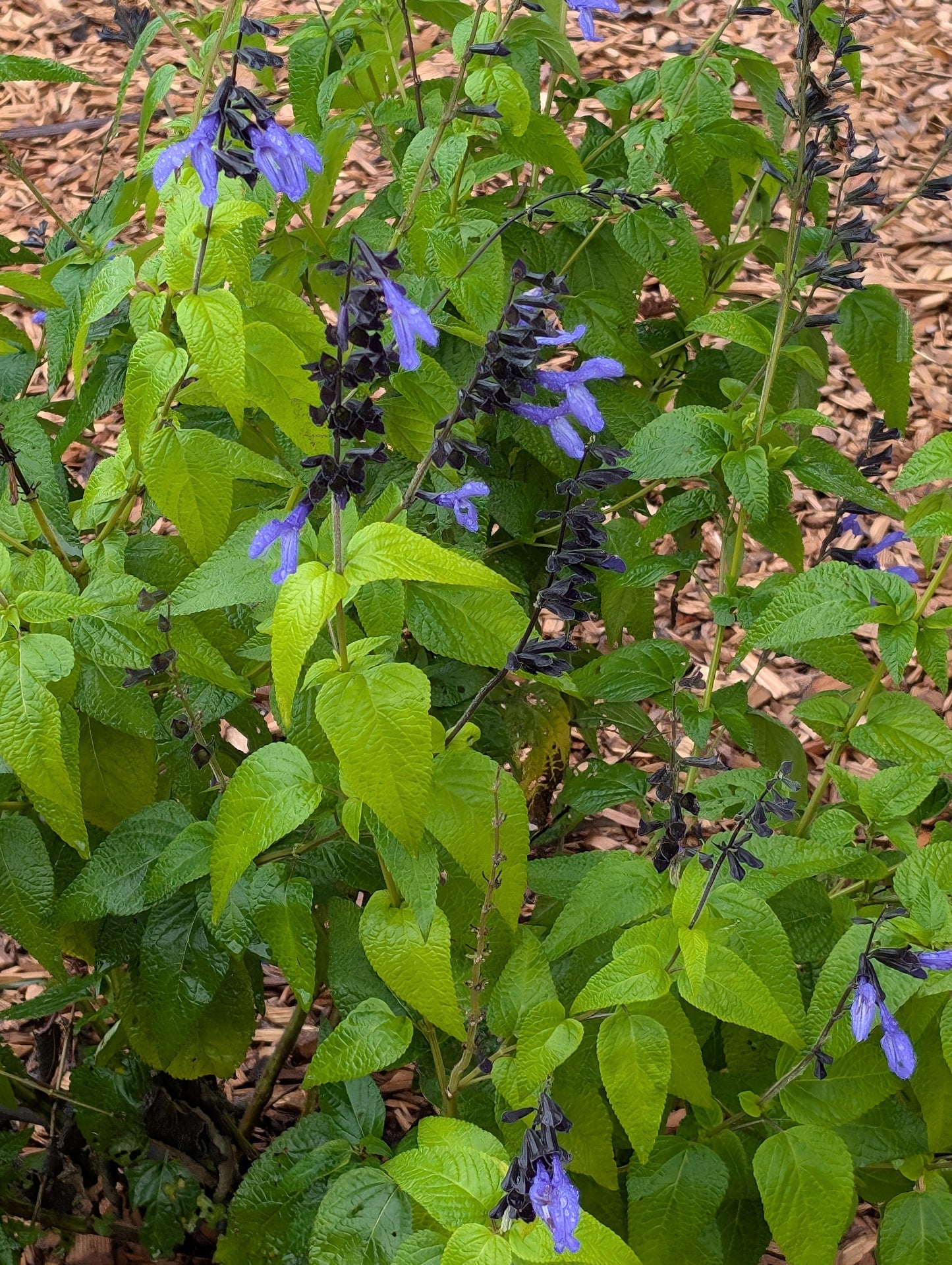 Salvia guaranitica 'Black and Blue'