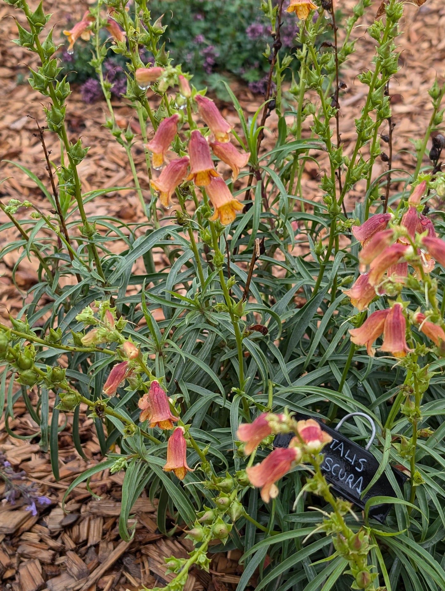 Digitalis obscura