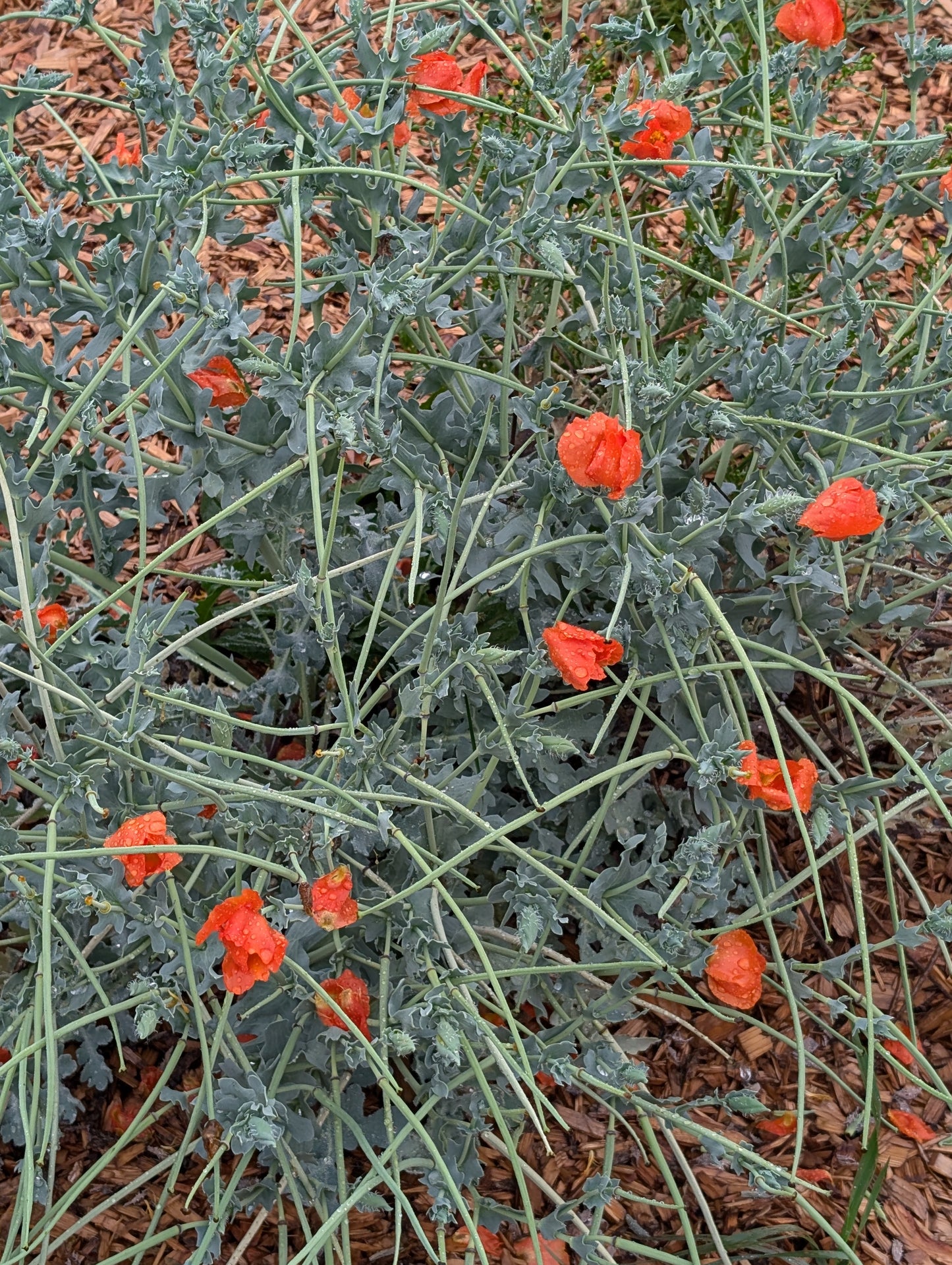 Glaucium flavum var. aurantiacum