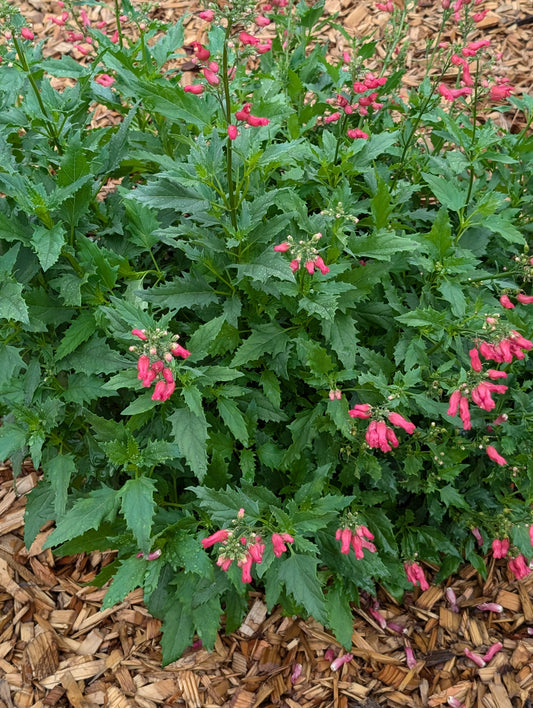 Scrophularia macrantha