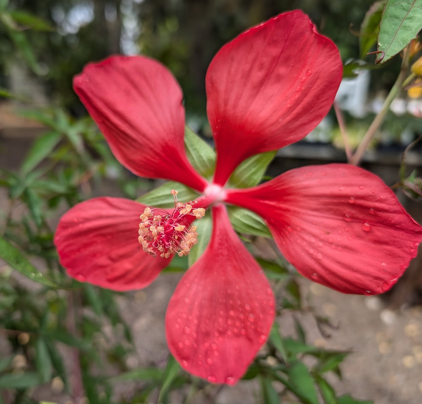 Hibiscus coccineus