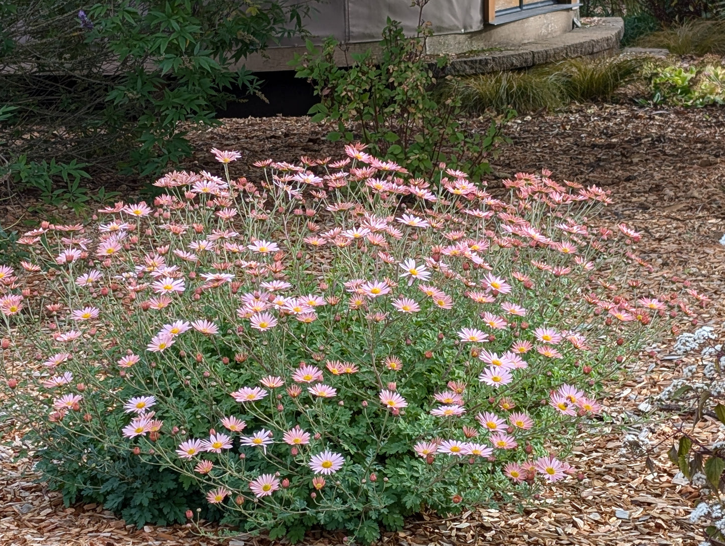 Chrysanthemum 'Hillside Sheffield Pink'