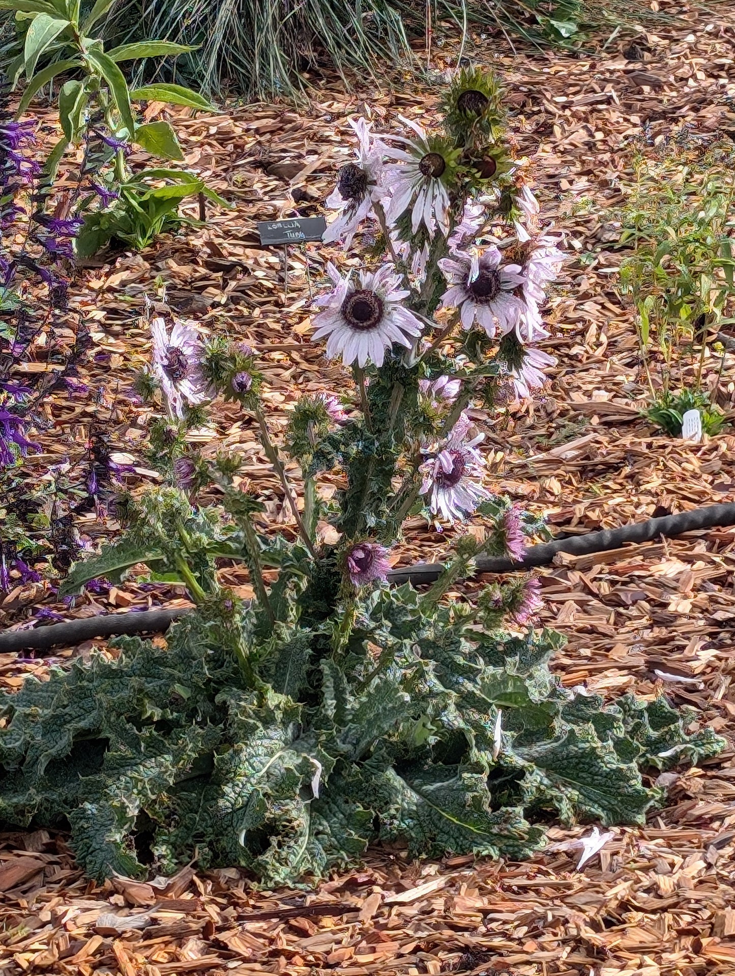 Berkheya purpurea