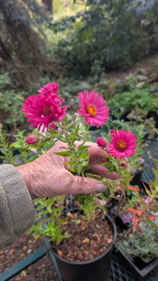 Symphyotrichum novae-angliae 'Lachsglut'