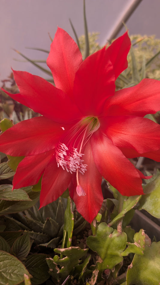 Disocactus x jenkinsonii