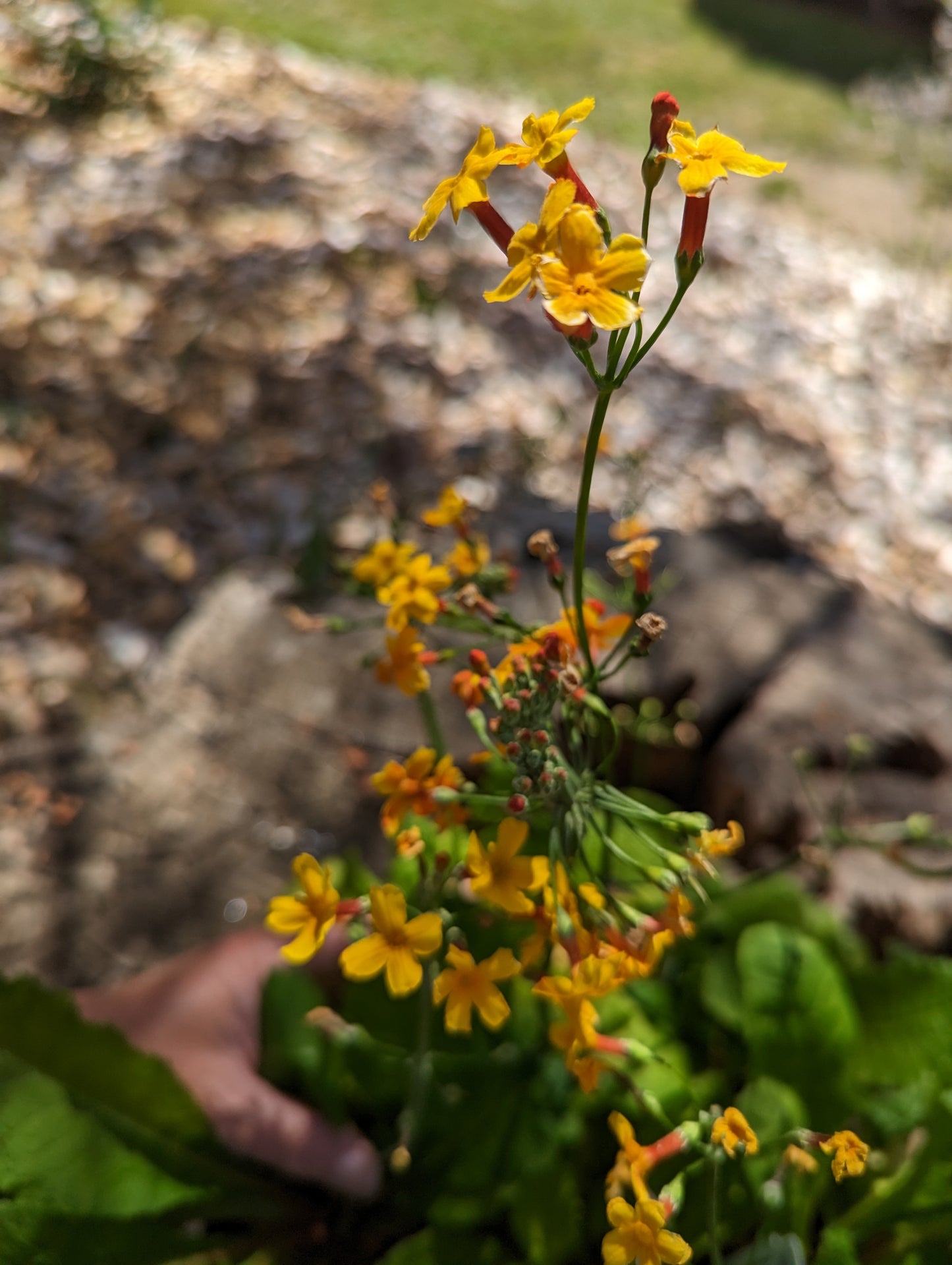Primula chungensis