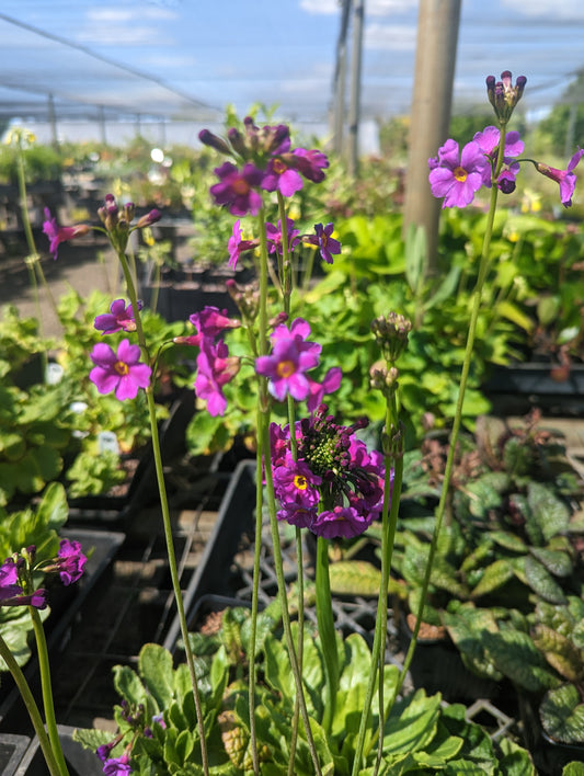 Primula poissonii - avail for Spring 2025 orders