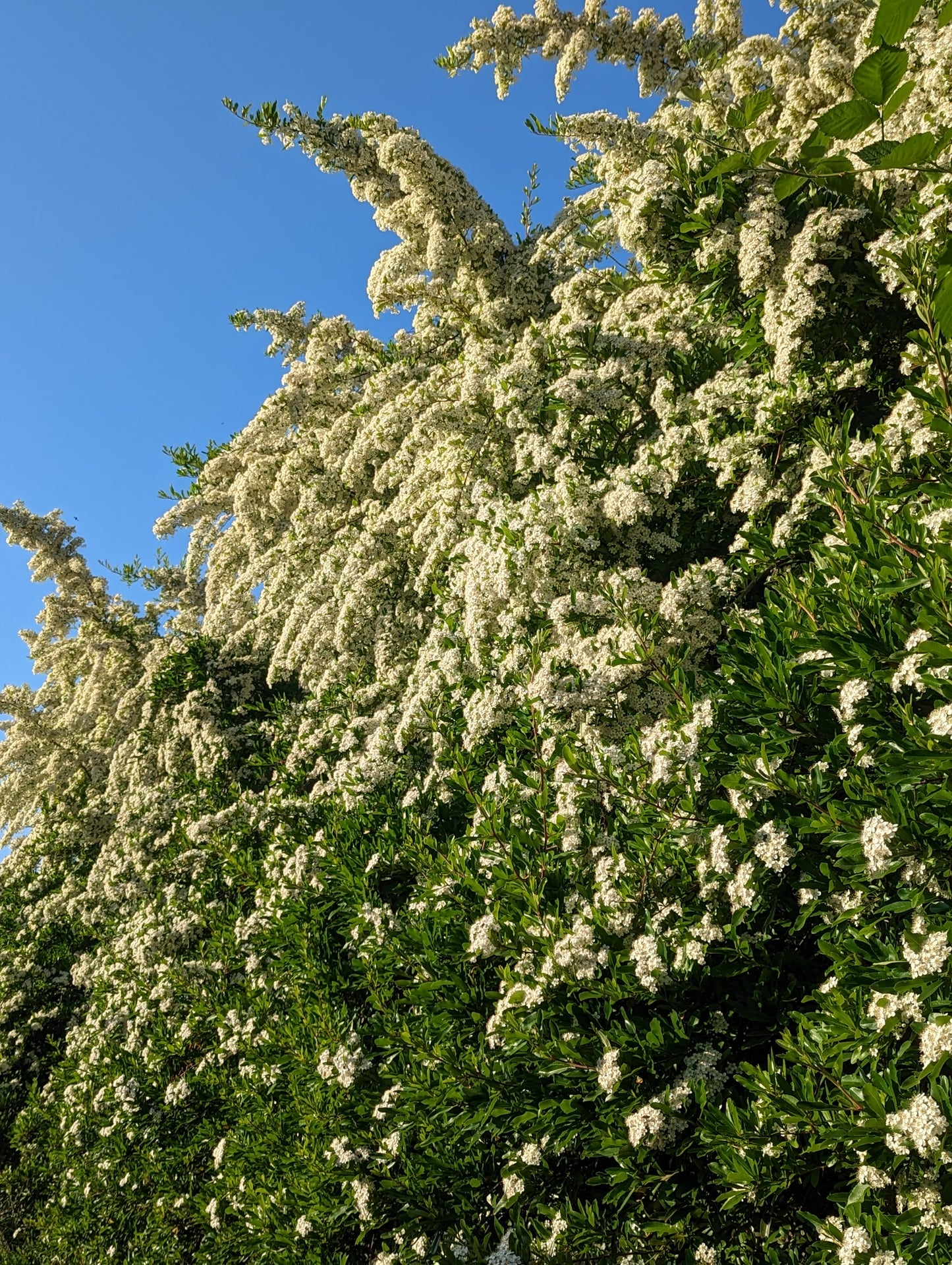 Pyracantha 'Gold Rush' - avail spring 2024