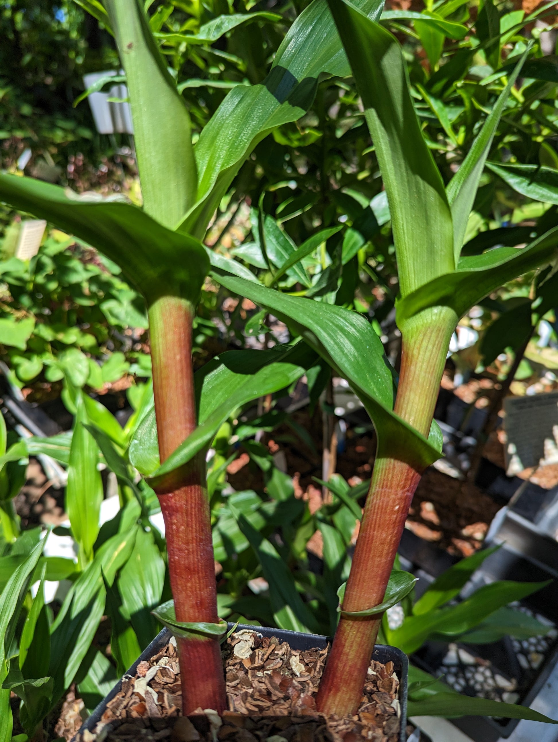 cinnamon sticks in plants Roscoea purpurea 'Cinnamon Stick'