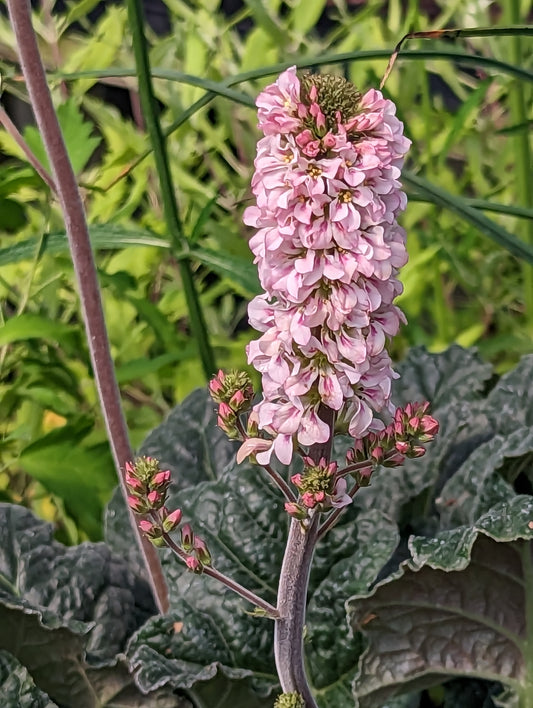 Francoa appendiculata