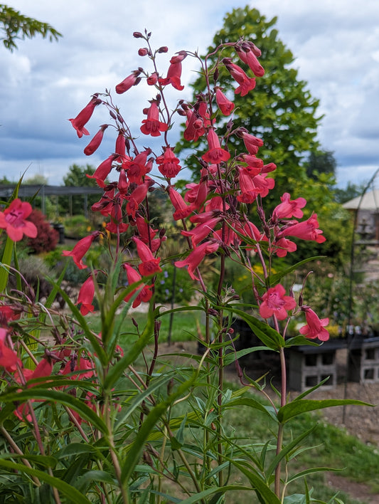 Penstemon 'Joy'