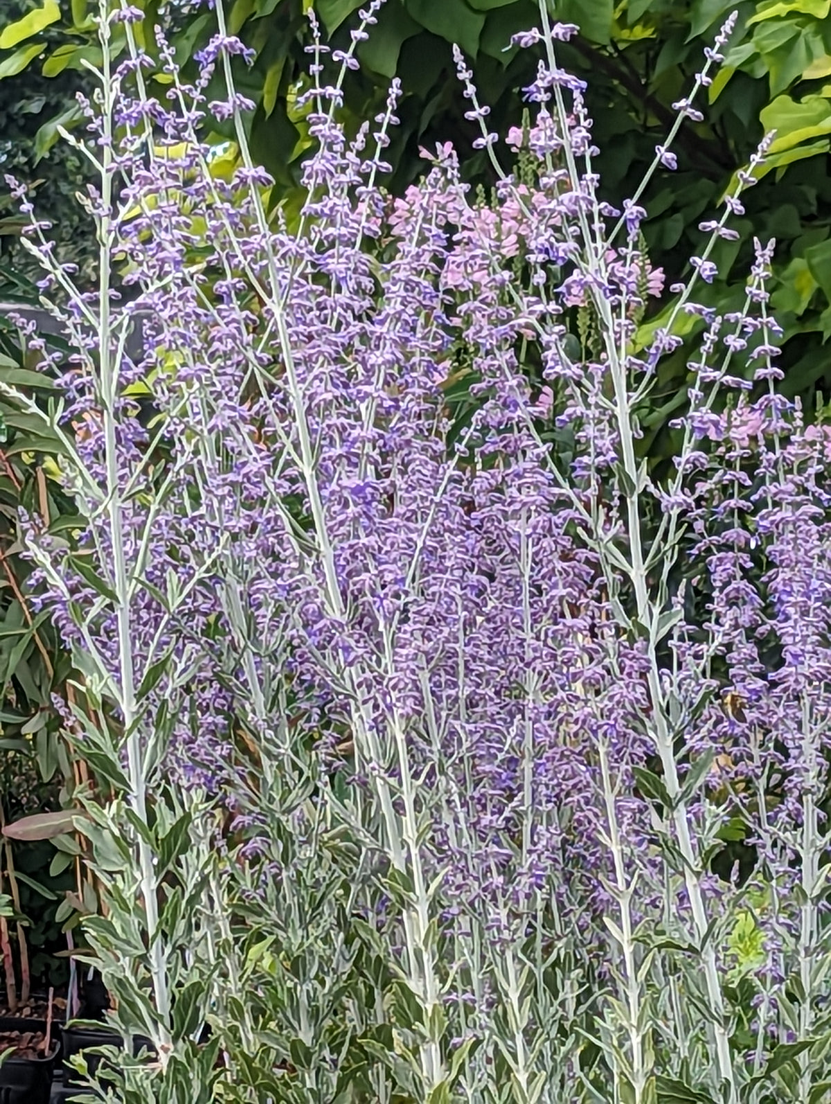 Perovskia atriplicifolia 'Little Spire' – Secret Garden Growers