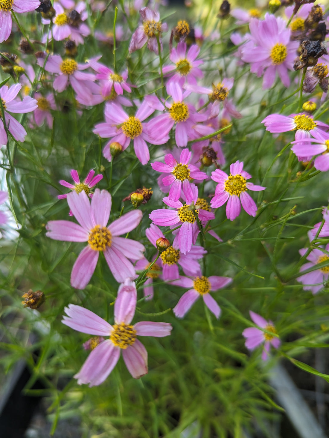 Coreopsis rosea – Secret Garden Growers