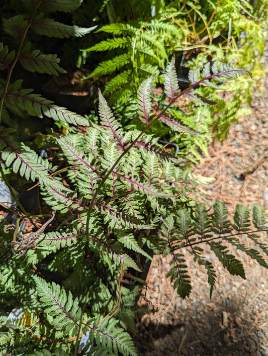 Athyrium niponicum 'Ursula's Red'