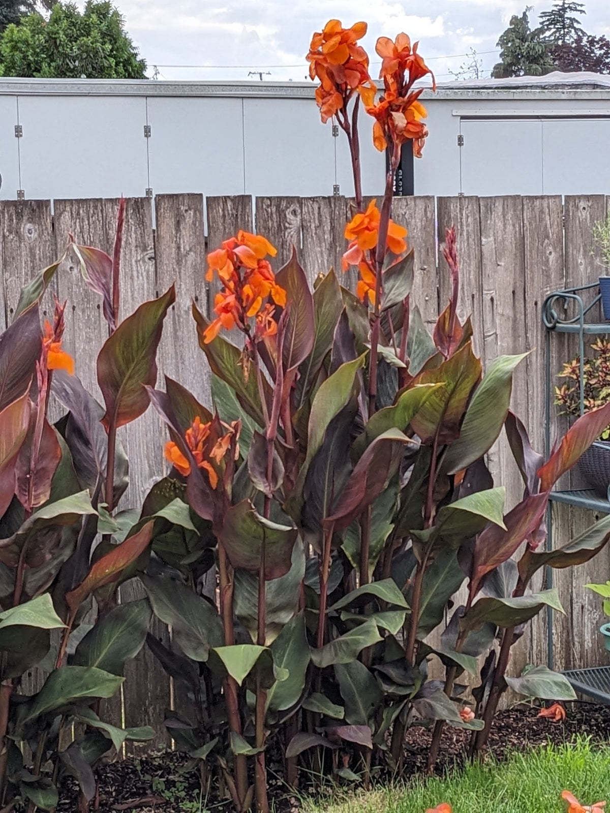 Canna 'Intrigue'