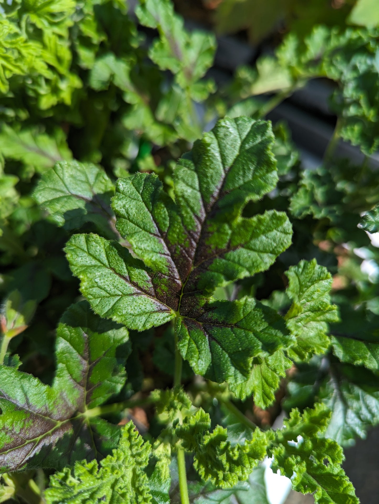 Pelargonium quercifolium ‘Purple Heart’