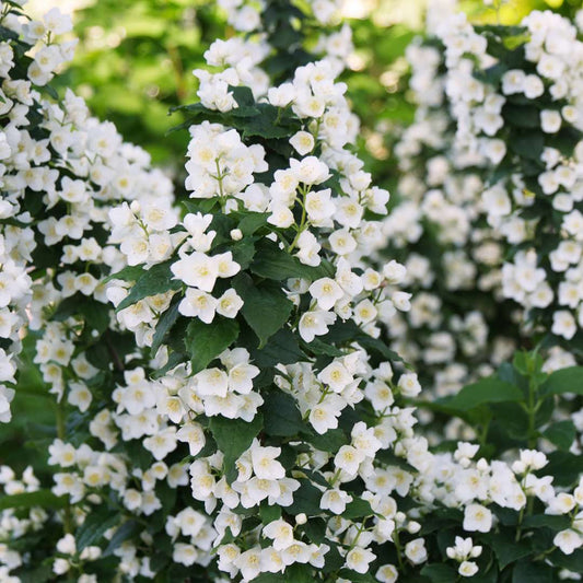 Philadelphus coronarius Illuminati Tower™