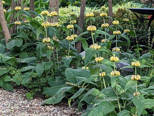 Phlomis russelliana