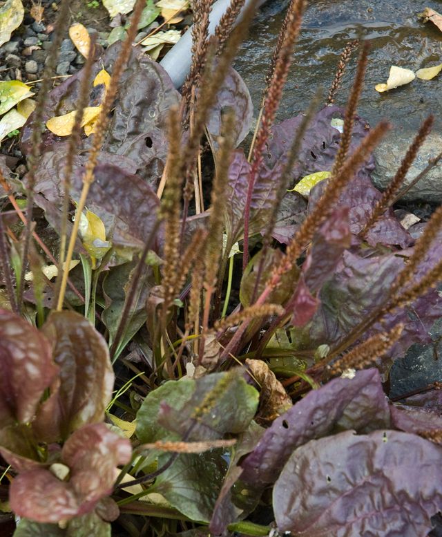 Plantago major ‘Rubrifolia’