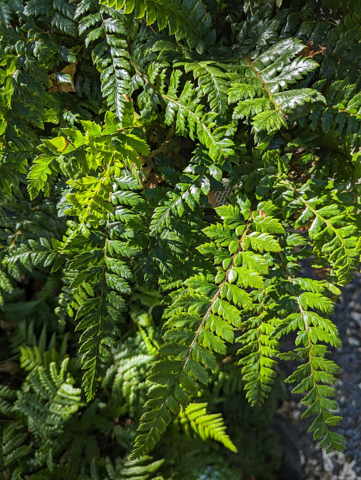 Polystichum neolobatum