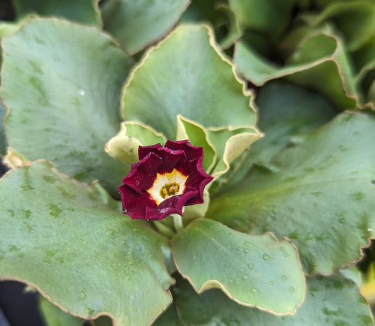 Primula x pubescens ‘Feuerkonig’  Avail. Spring 2025