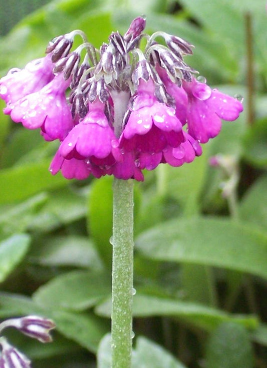 Primula secundiflora