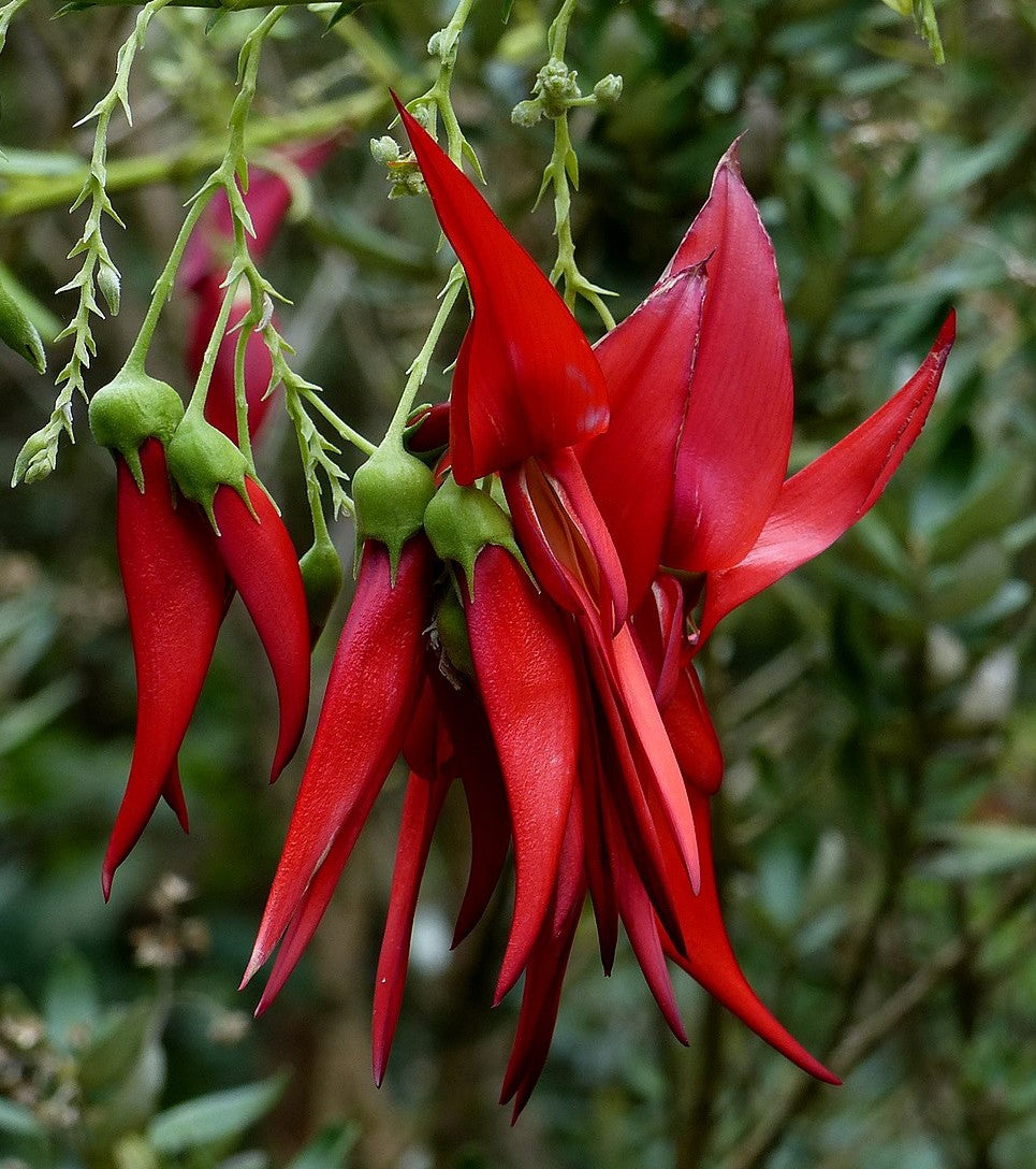 Clianthus puniceus