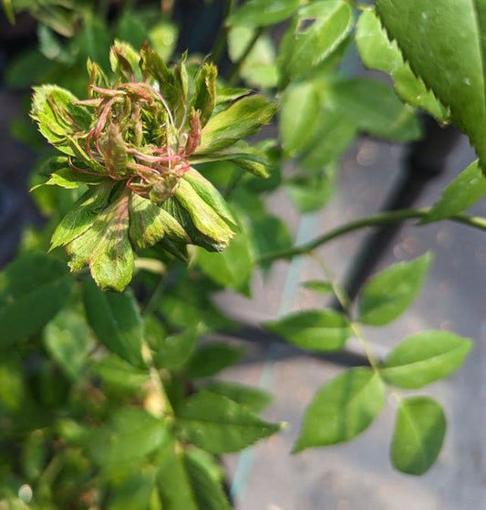 Rosa chinensis ‘Viridiflora’