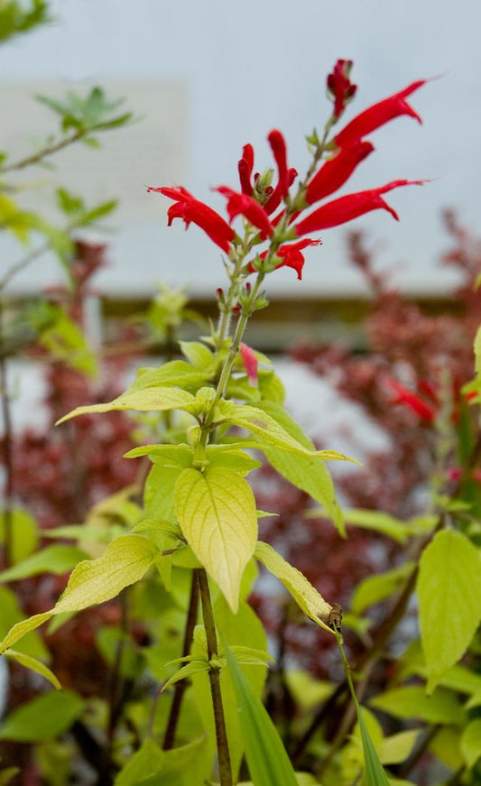 Salvia elegans ‘Golden Delicious’