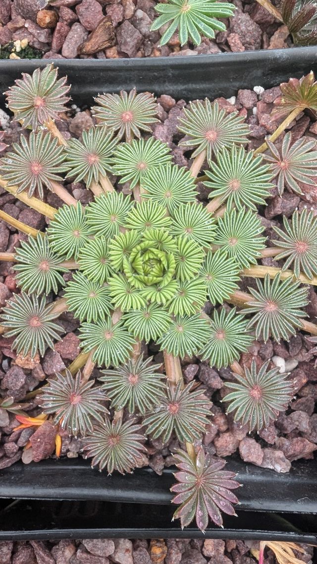 Oxalis palmifrons