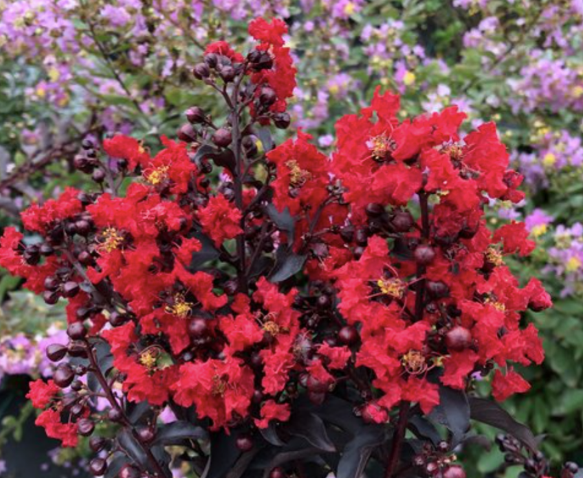 Lagerstroemia indica ‘Center Stage® Red' - avail Spring 2024