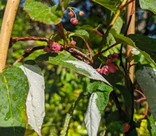 Actinidia tetramera var. maloides