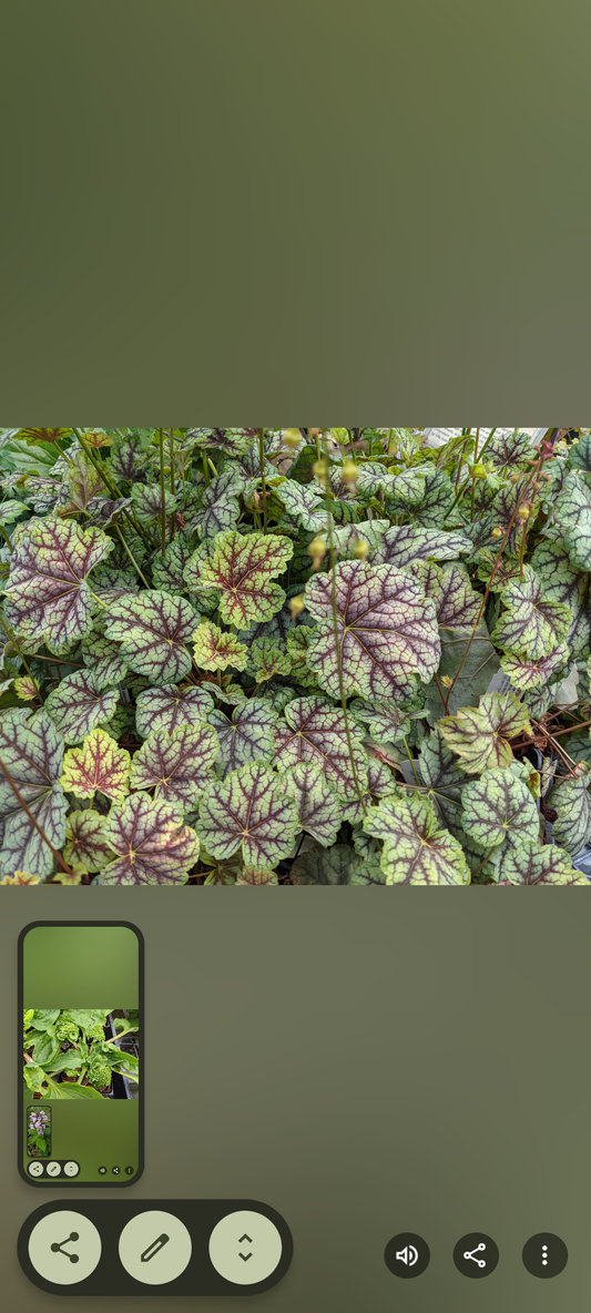 Heuchera 'Green Spice'
