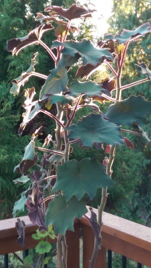 Senecio cristobalensis